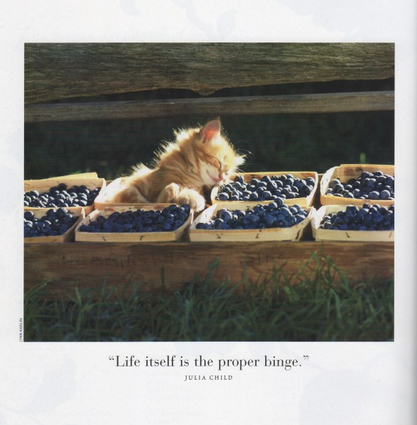 OrangeKittenBlueberries