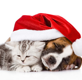 sleeping Scottish kitten and puppy with santa hat. isolated on white background
